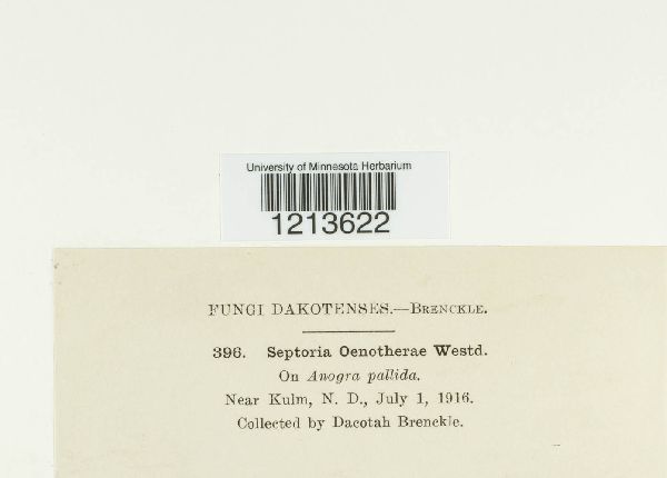 Septoria oenotherae image
