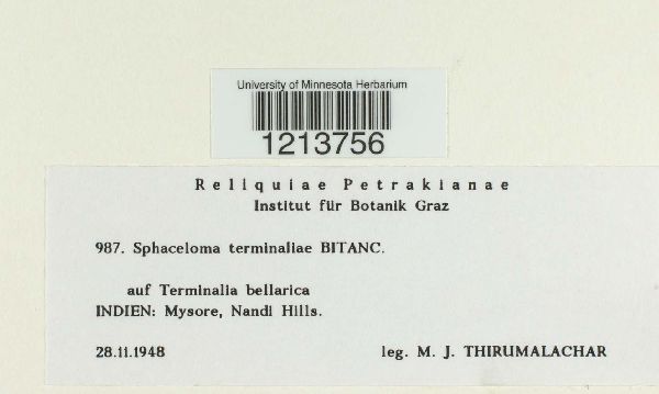 Sphaceloma terminaliae image