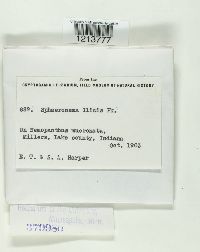Image Associated With the Occurence