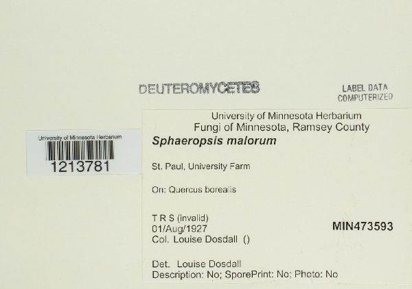 Sphaeropsis malorum image