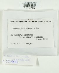 Sphaeropsis biformis image