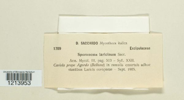 Sporonema laricinum image