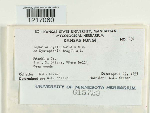 Taphrina cystopteridis image