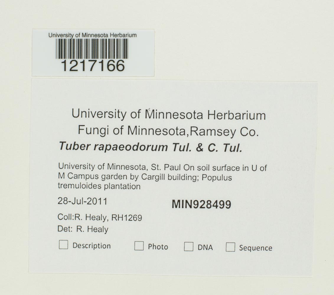 Tuber rapaeodorum image