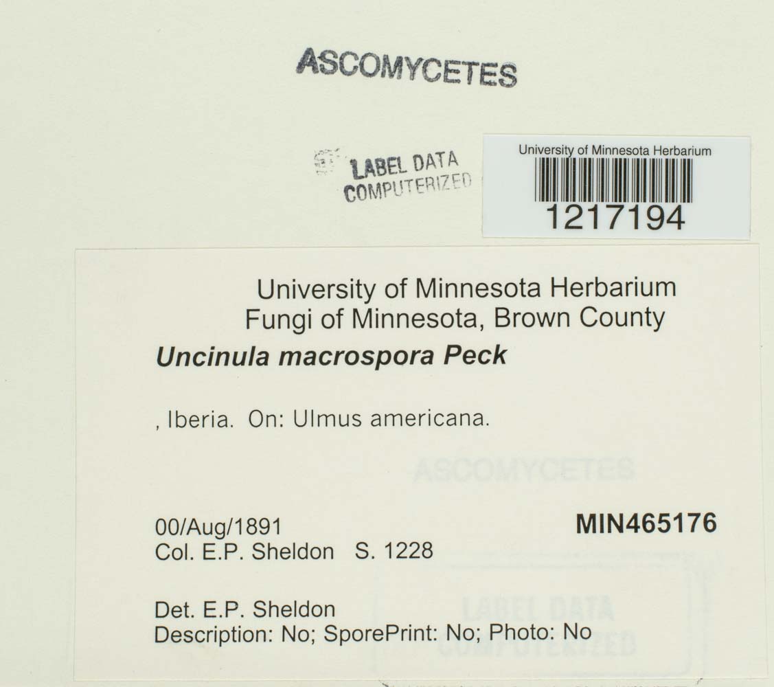 Uncinula macrospora image
