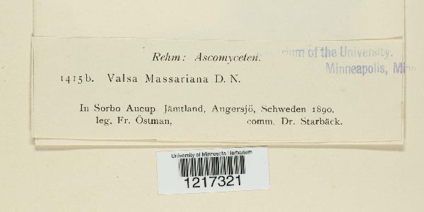 Valsa massariana image