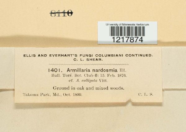 Armillaria nardosmia image