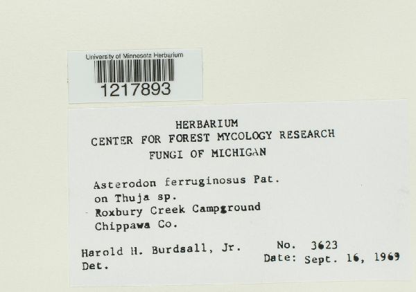 Asterodon ferruginosus image