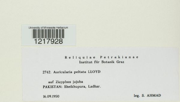 Auricularia peltata image