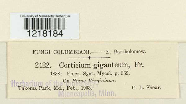 Corticium image
