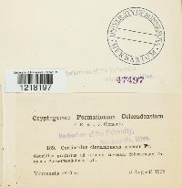 Cortinarius cinnamomeus image