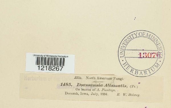 Doassansia alismatis image
