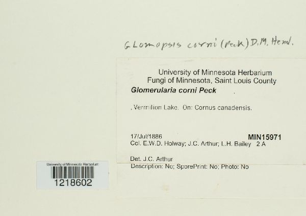 Glomerularia corni image