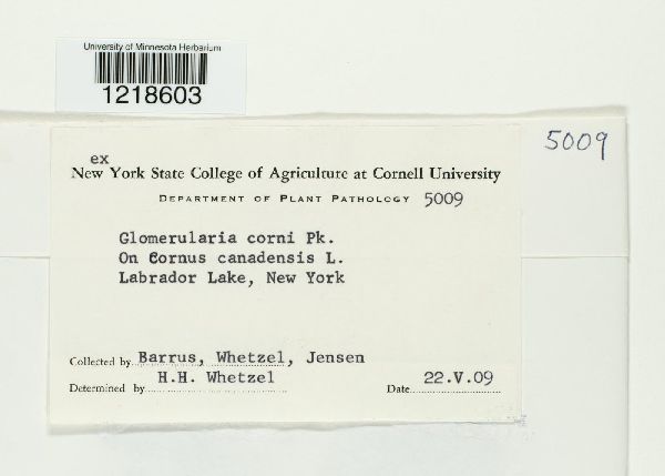 Glomopsis corni image