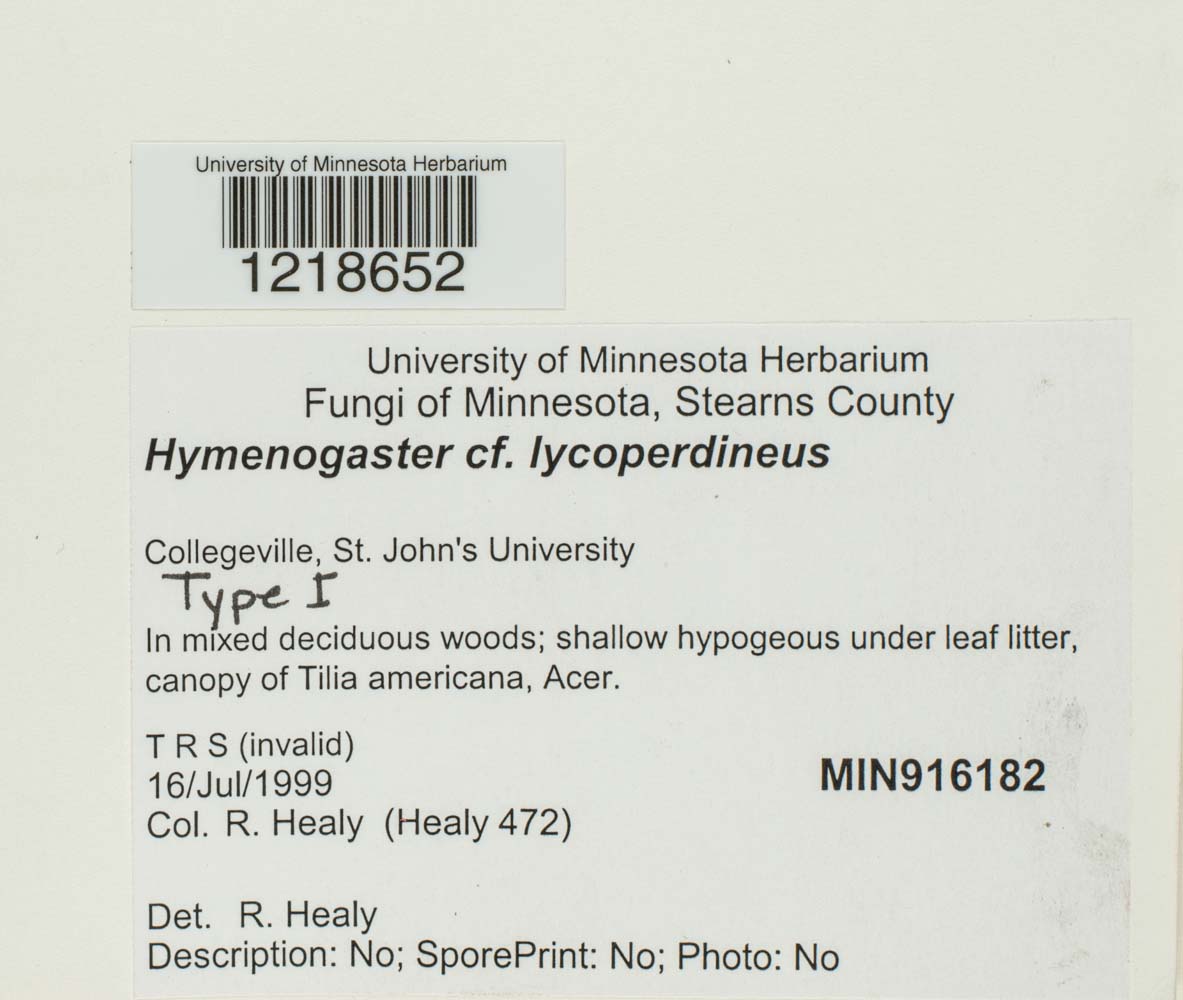 Hymenogaster lycoperdineus image