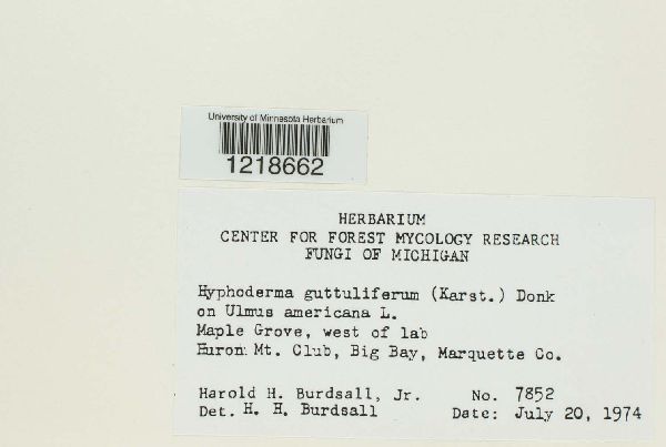 Hyphoderma guttuliferum image