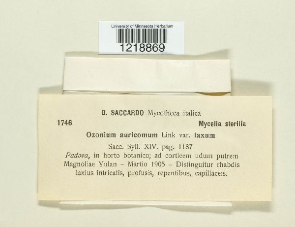 Ozonium auricomum image