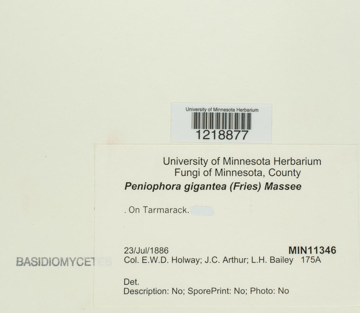 Phlebiopsis image