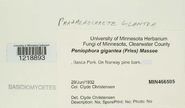 Peniophora gigantea image
