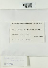 Fuscoporia ferruginosa image