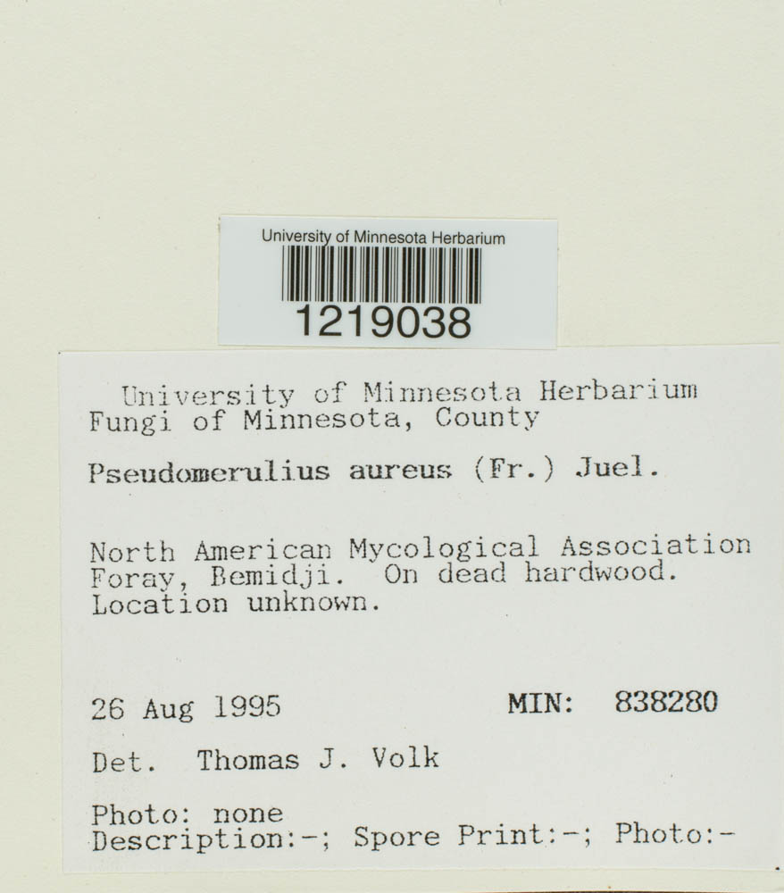 Pseudomerulius aureus image