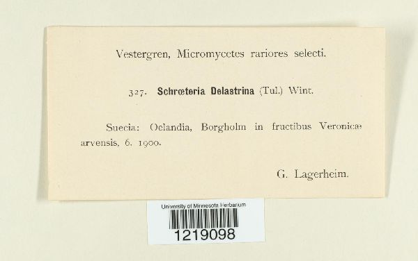 Schroeteria delastrina image