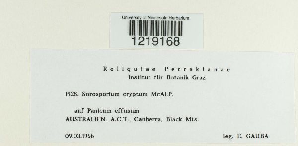 Sorosporium cryptum image