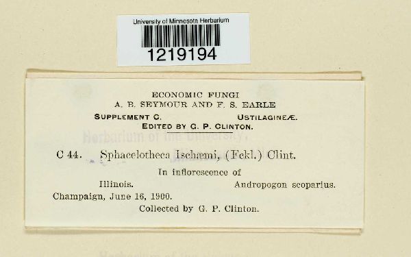 Sphacelotheca ischaemi image