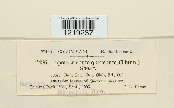 Sporotrichum quercuum image