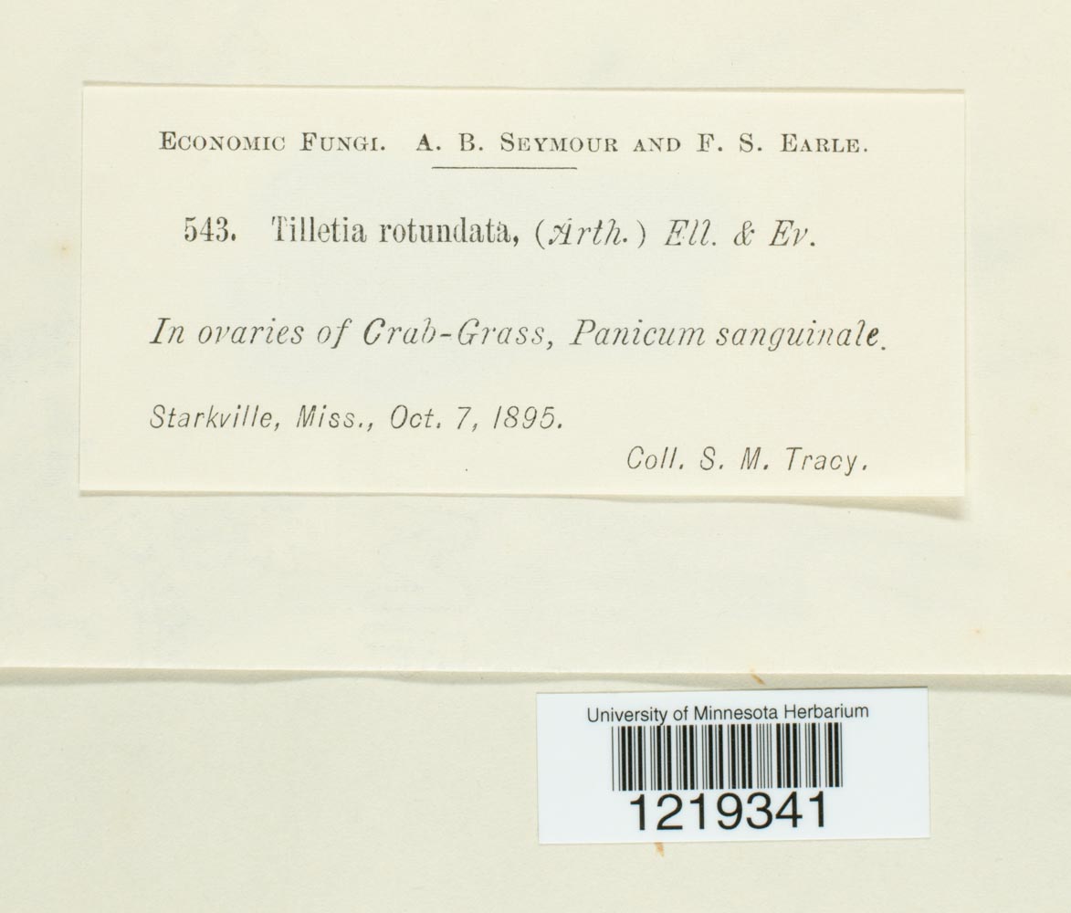 Tilletia rotundata image