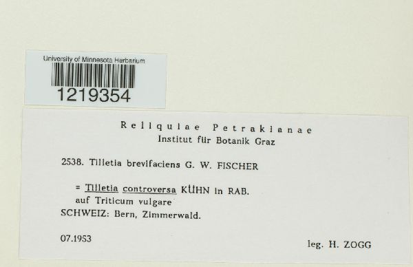 Tilletia brevifaciens image