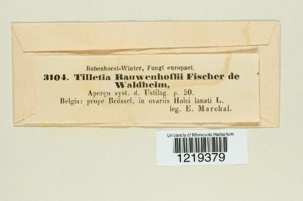 Tilletia holci image