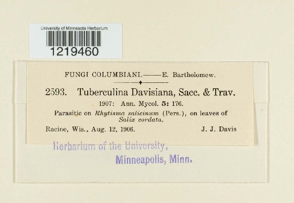 Tuberculina davisiana image