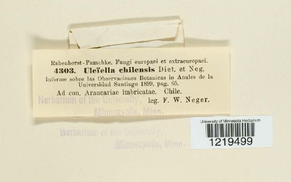 Uleiella chilensis image