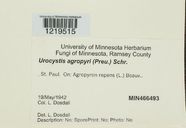 Urocystis agropyri image