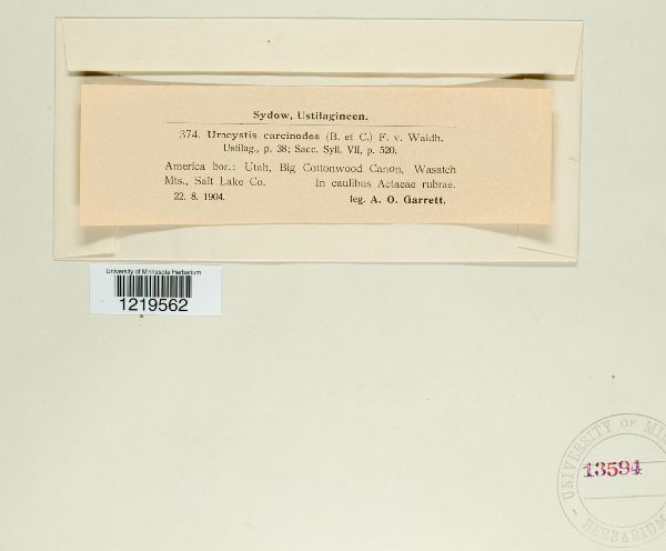 Urocystis image