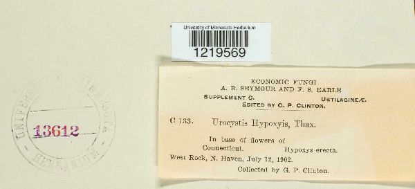 Urocystis hypoxydis image