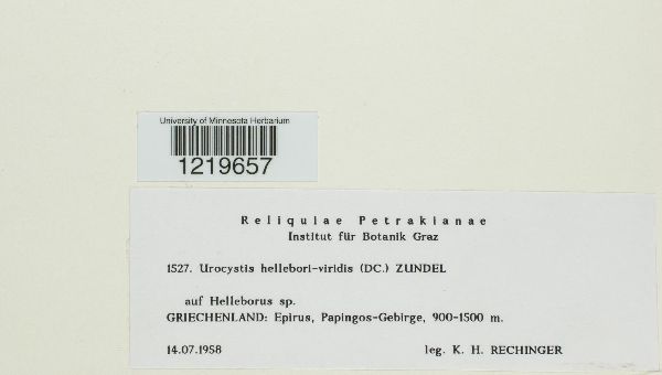 Urocystis floccosa image