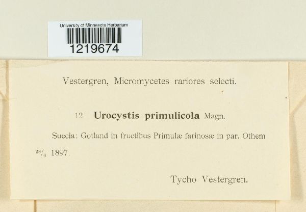 Urocystis primulicola image