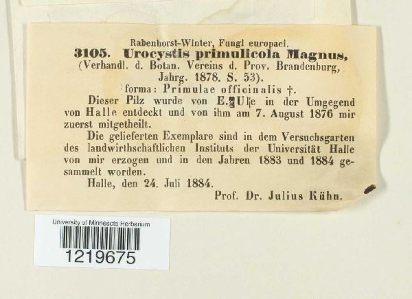 Urocystis image
