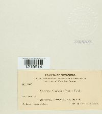 Anthracoidea caricetorum image