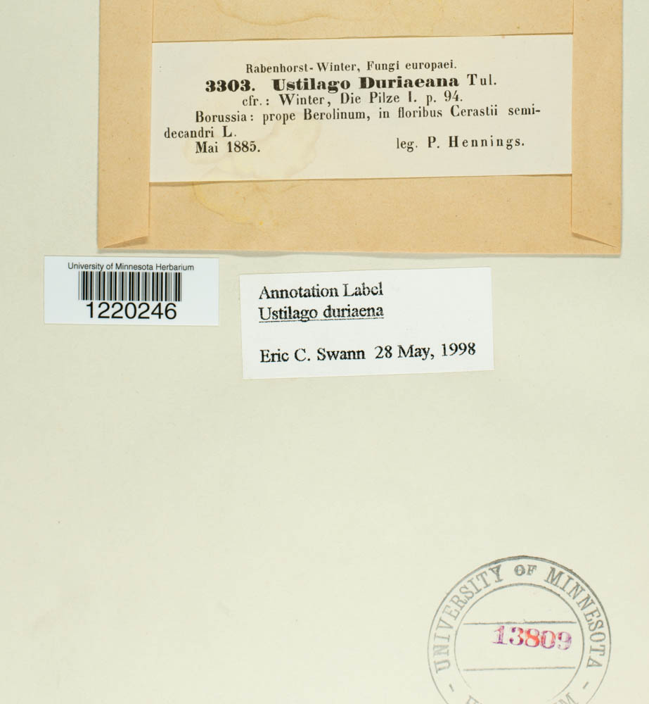 Microbotryum duriaeanum image