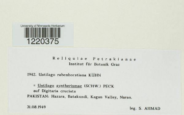 Ustilago rabenhorstiana image