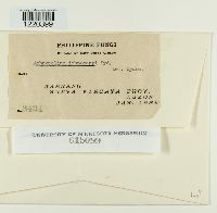 Achrotelium ichnocarpi image