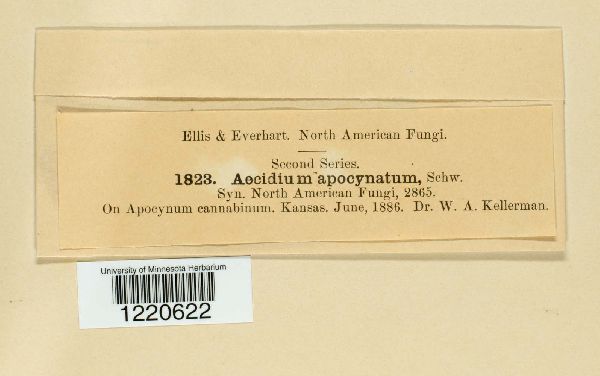 Aecidium apocynatum image