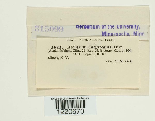 Aecidium calystegiae image