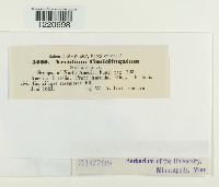 Aecidium cimicifugatum image