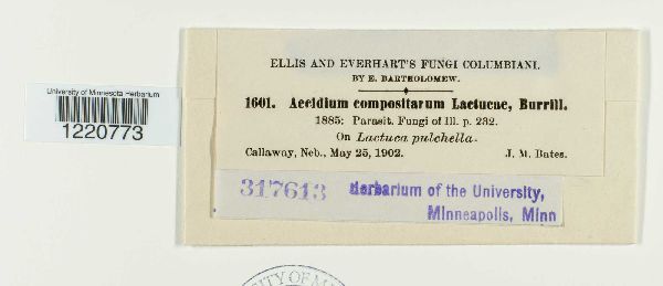 Aecidium compositarum var. lactucae image