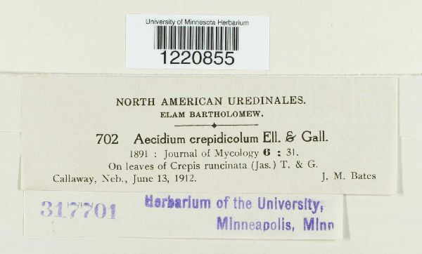 Aecidium crepidicola image
