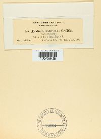 Image Associated With the Occurence